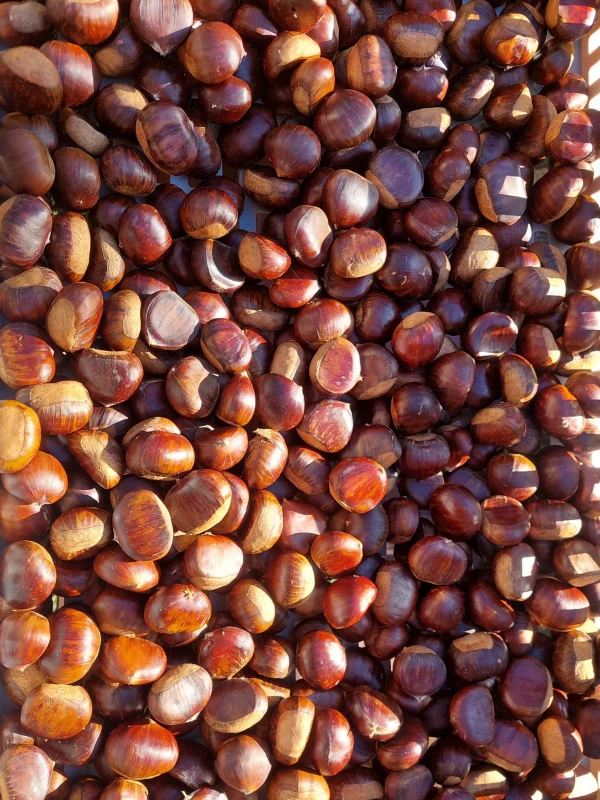 Kastanien (1kg)