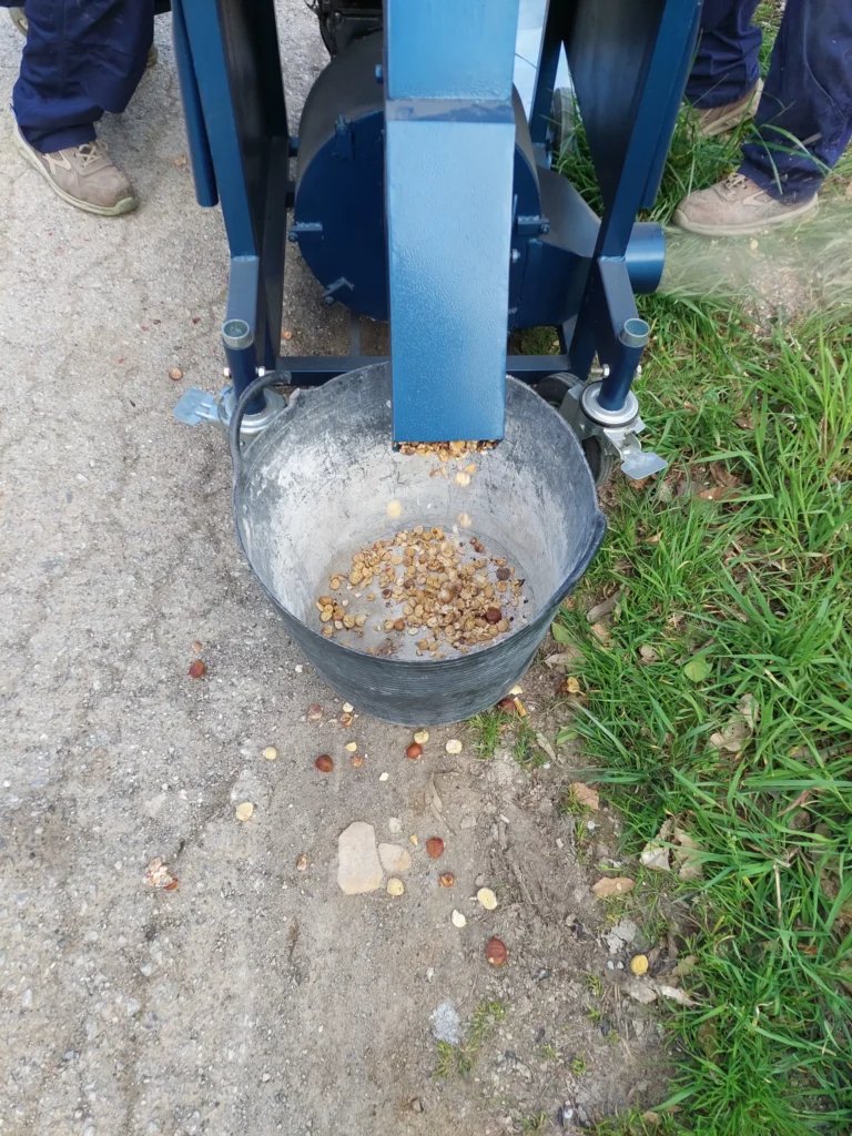 Die Maschine wirft geschälte Kastanien aus