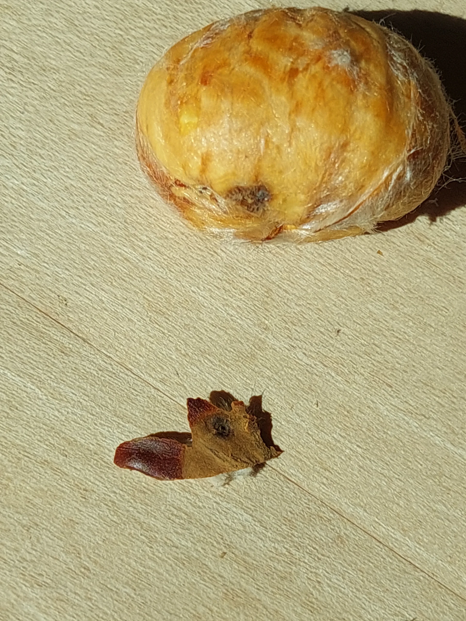 Graufaeule Gnomoniopsis castaneae