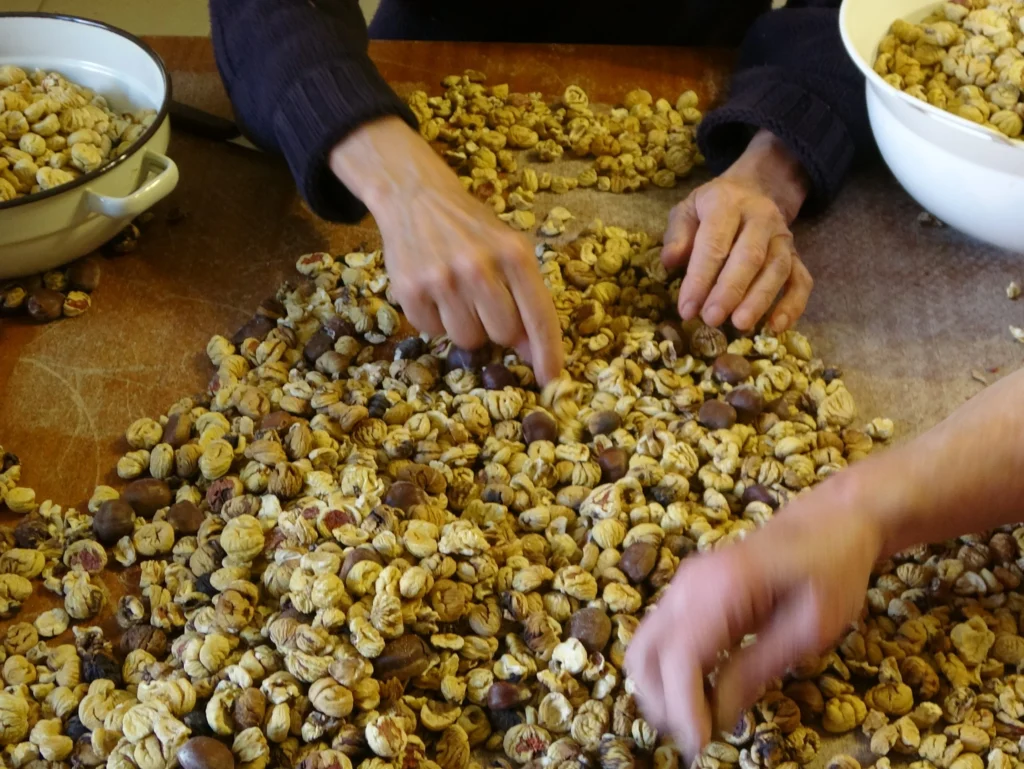 getrocknete, geschälte Kastanien selektieren