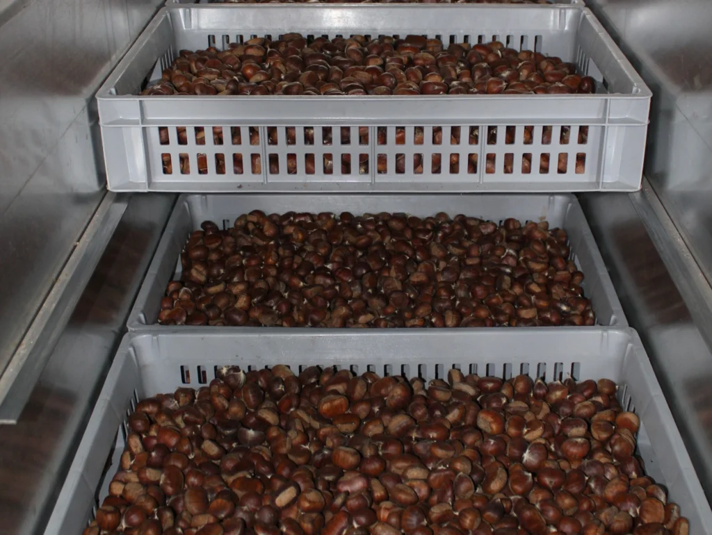 Die Kastanien werden in Schale getrocknet