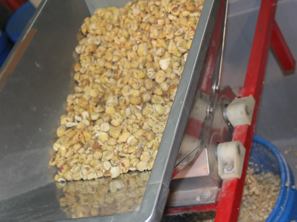 getrocknete Kastanien zerschlagen