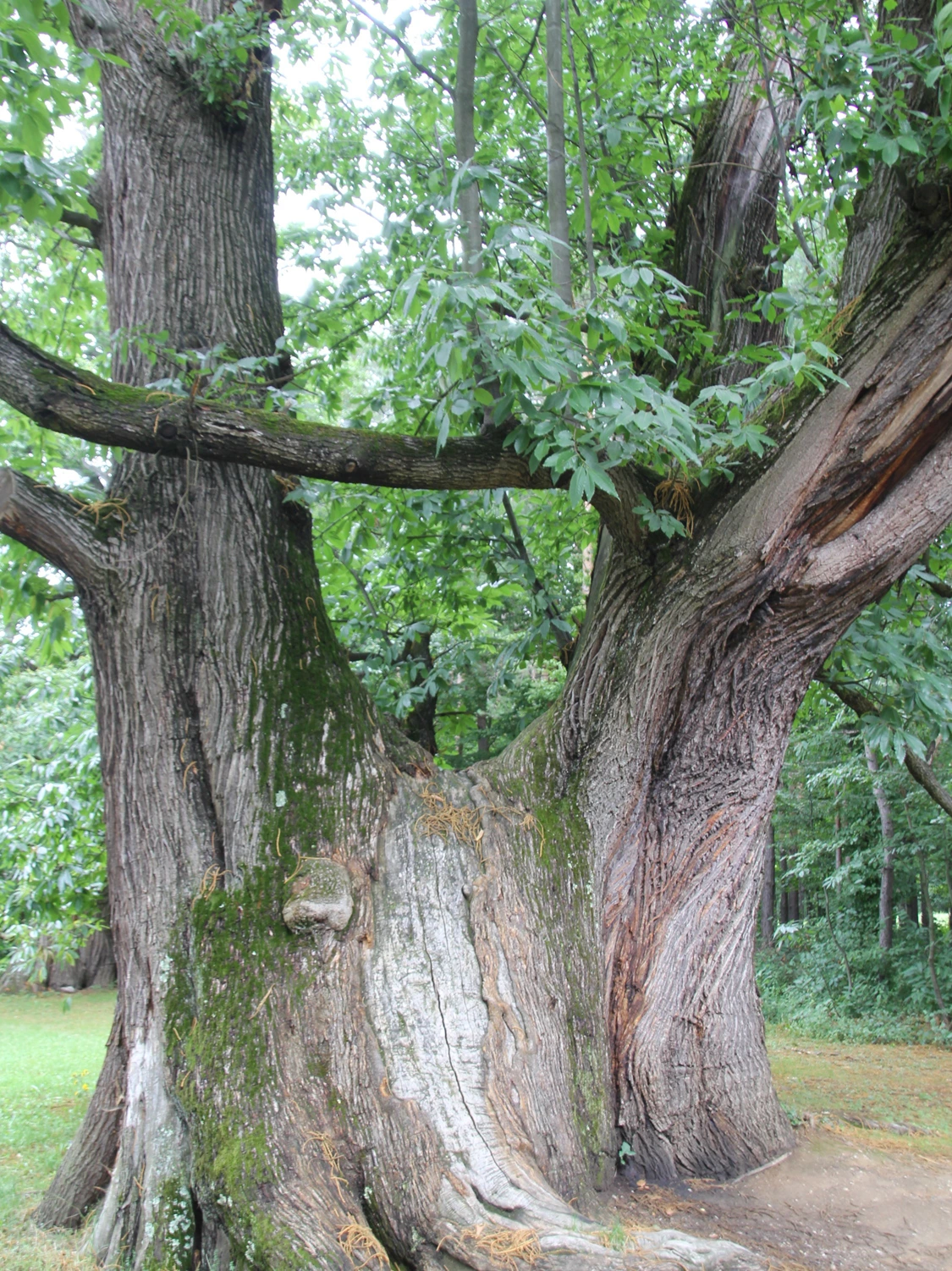 Burgenlands größter Kastanienbaum in Liebing